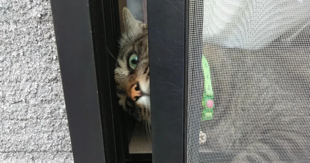 猫 必ず帰ってくる 窓越しの猫 外を見つめる 脱走のきっかけ