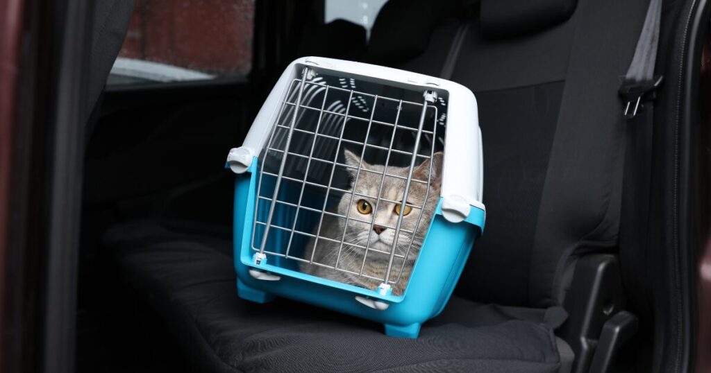 ペット探偵　見つからない場合