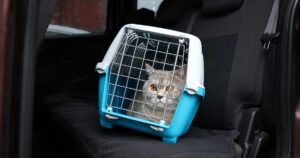 ペット探偵 見つからない場合