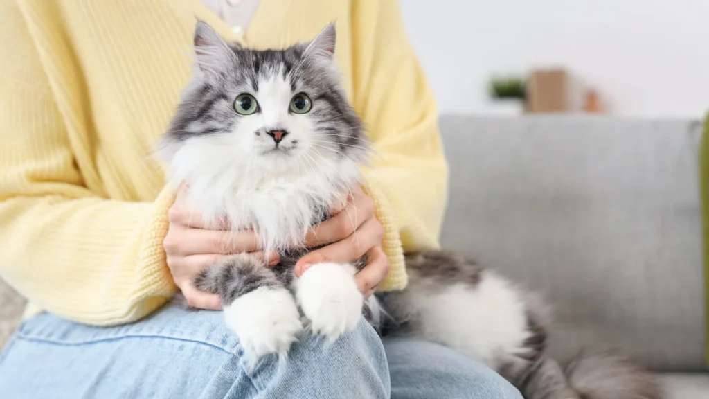 ペット探偵 見つからない場合
第三者 保護