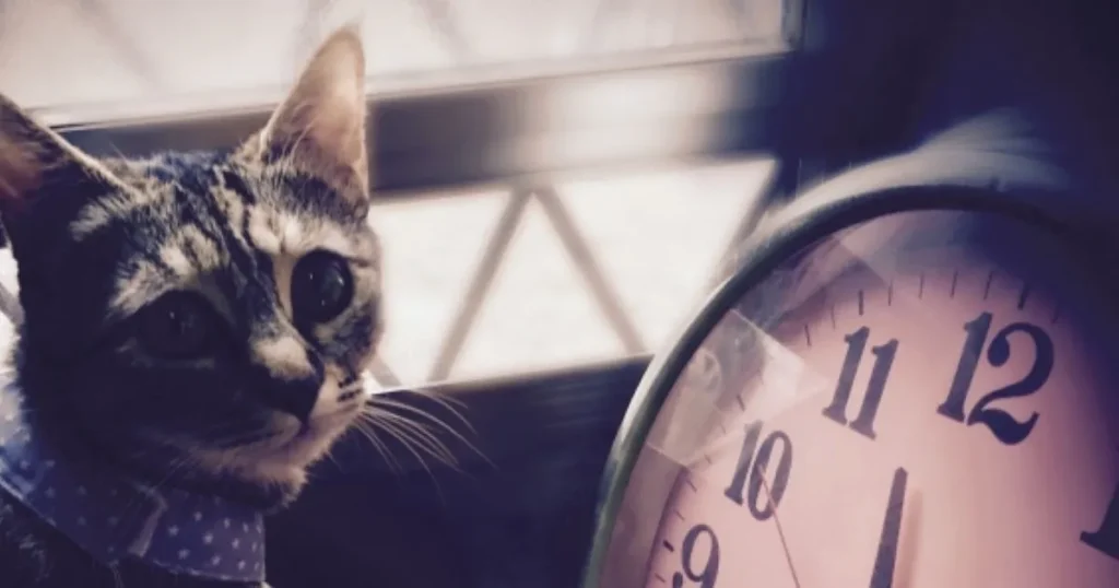 猫捜索　ポスター　作り方