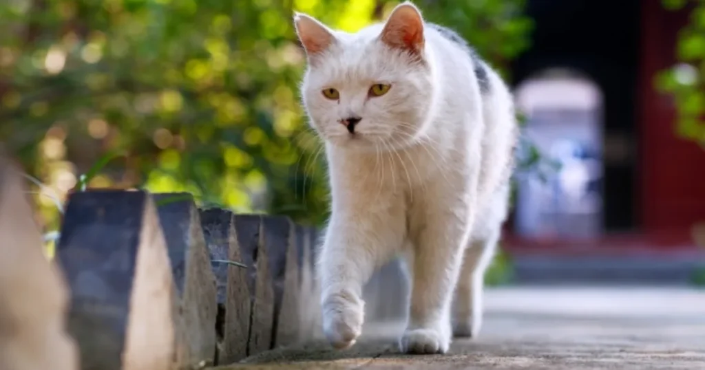 猫 帰ってこない