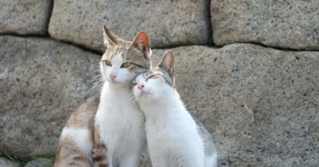 猫捜索　ポスター　作り方