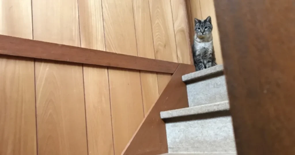 猫 帰ってこない