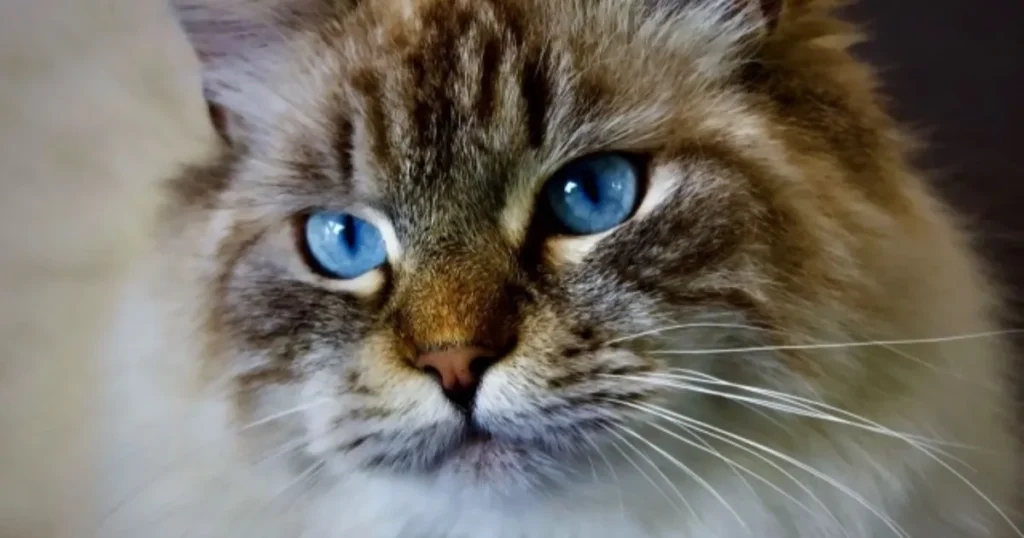 猫捜索　ポスター　作り方