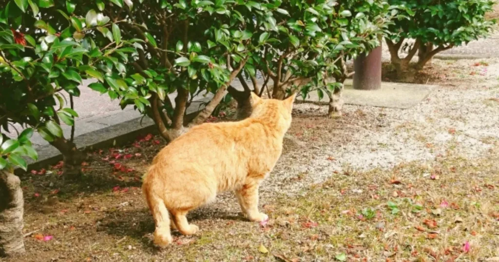 猫 帰ってこない