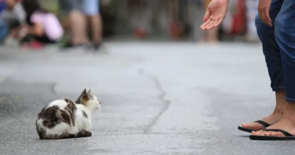 猫捜索　ポスター　作り方