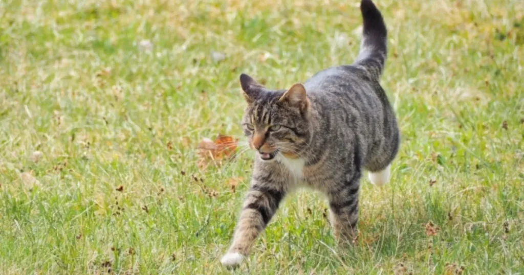 猫 帰ってこない