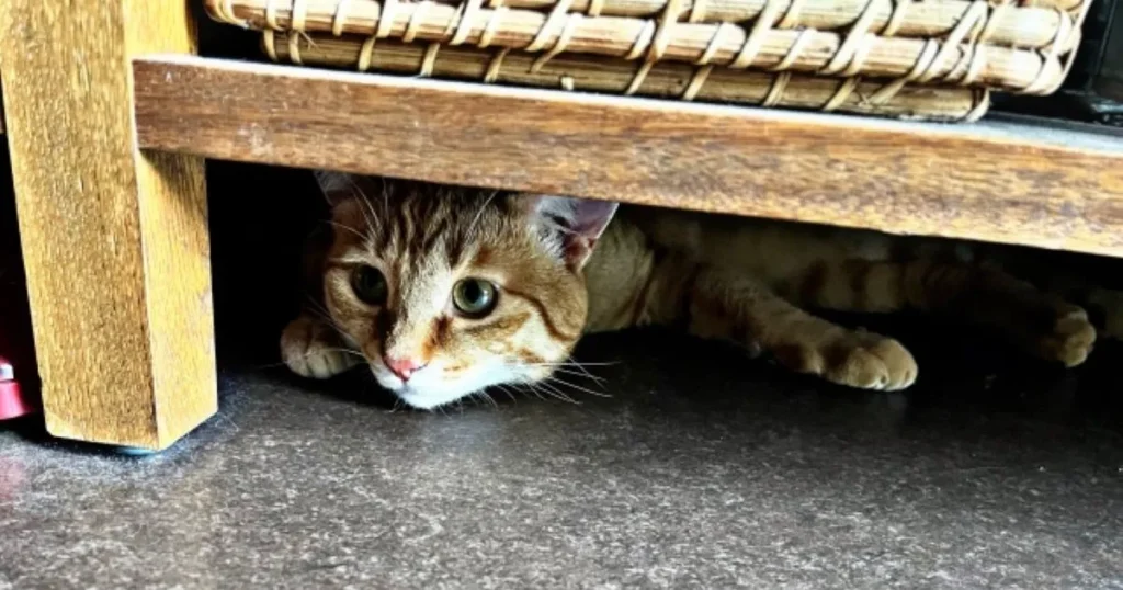 猫捜索　ポスター　作り方