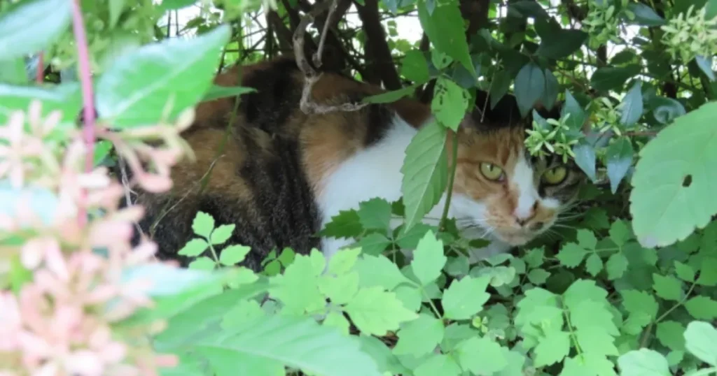 猫 帰ってこない