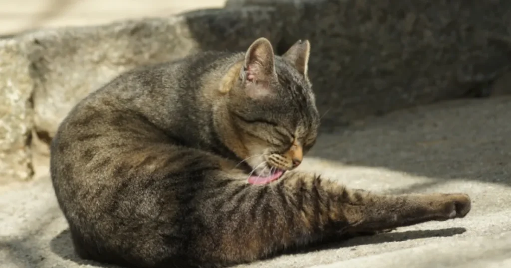 猫 帰ってこない