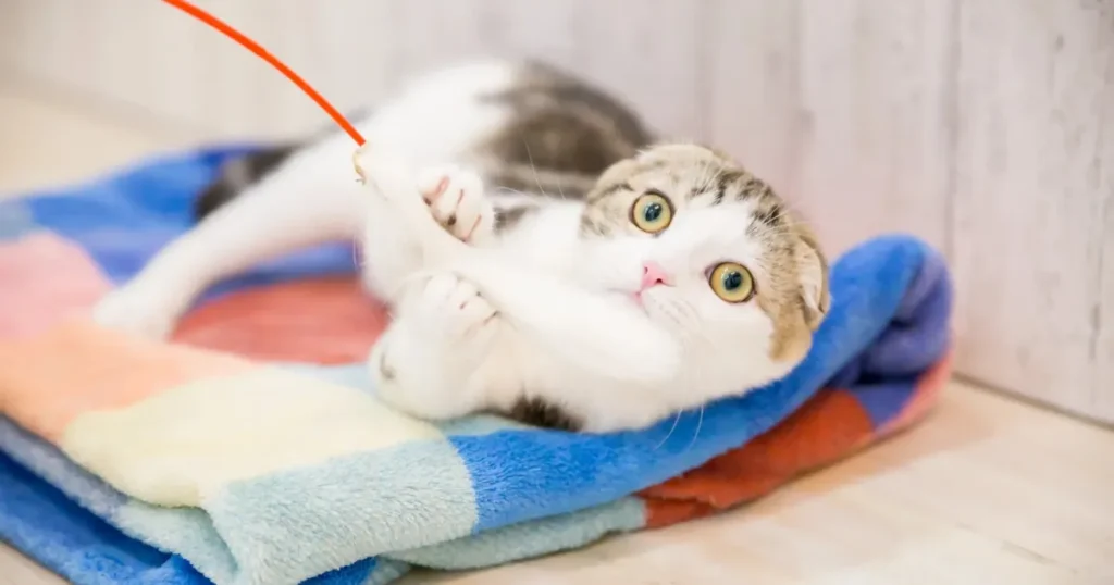 猫 必ず帰ってくる おもちゃ遊び ストレス軽減 室内環境づくり