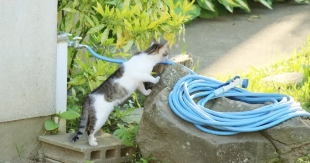 猫 帰ってこない