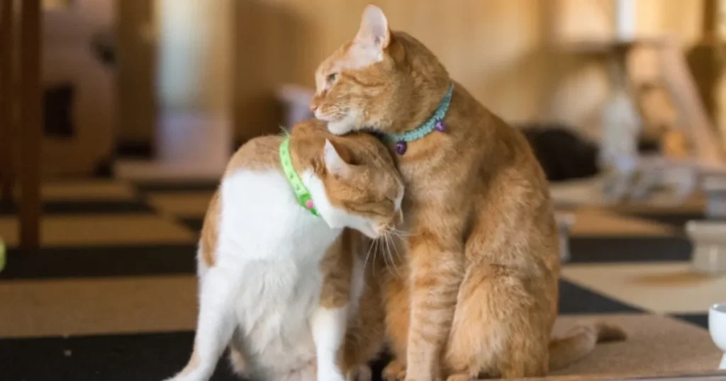 猫 帰ってこない