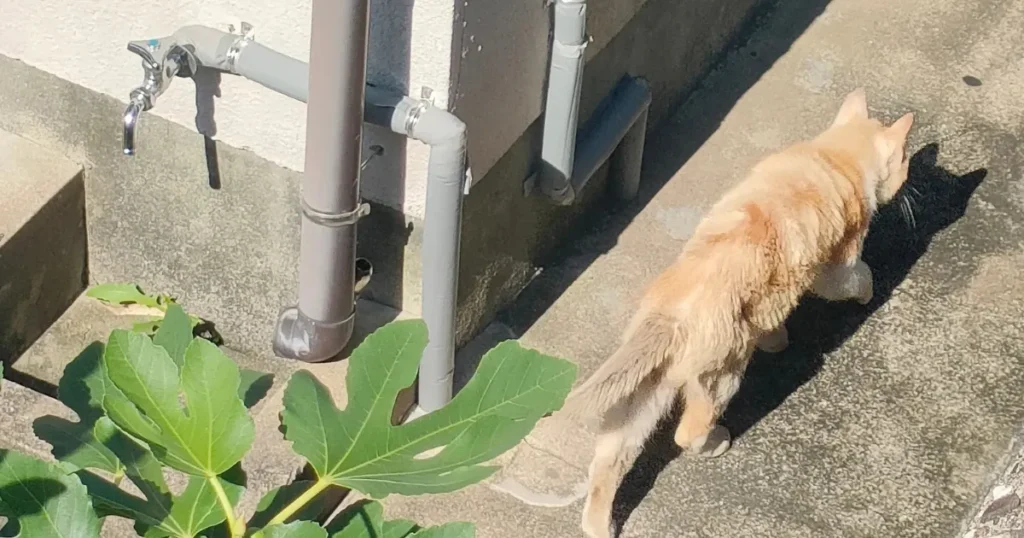 猫 必ず帰ってくる 路地を歩く猫 迷子猫 捜索エリア 屋外を歩く猫