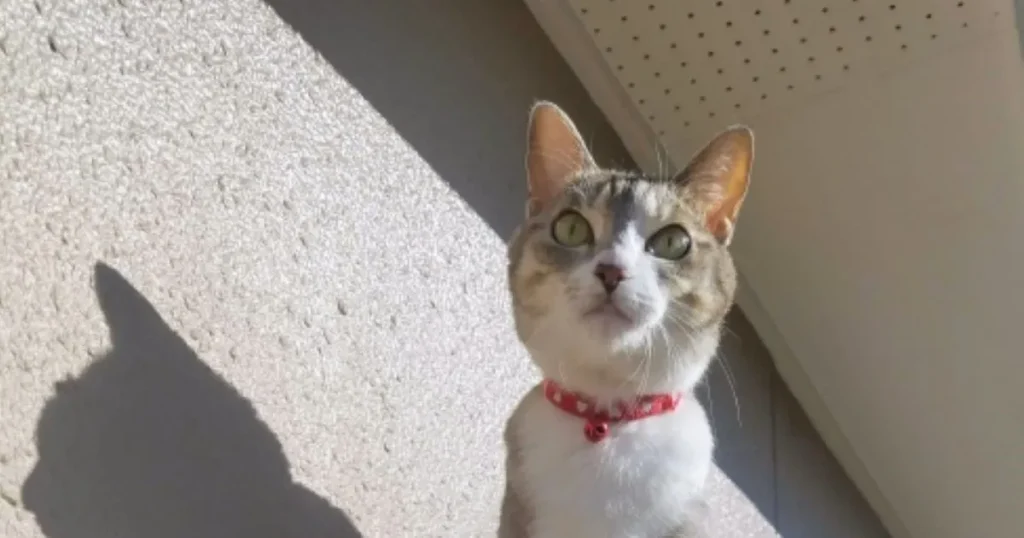 猫捜索　ポスター　作り方