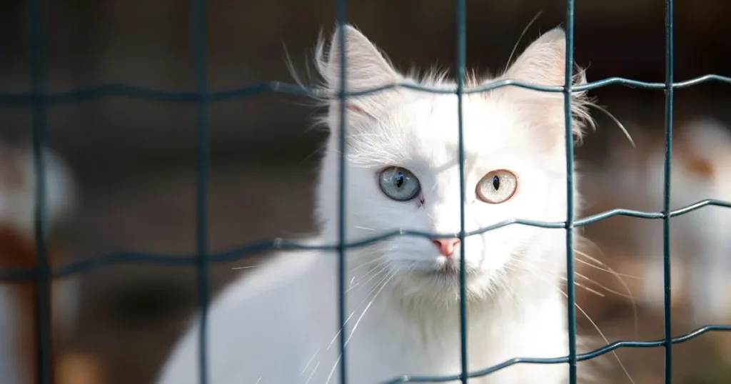 猫 必ず帰ってくる 迷子猫 外に取り残された猫 帰巣本能の限界