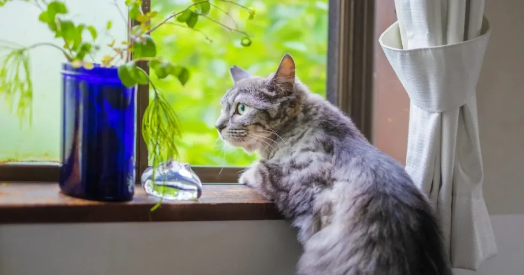 猫 必ず帰ってくる 意図しない脱走 屋外に出た飼い猫