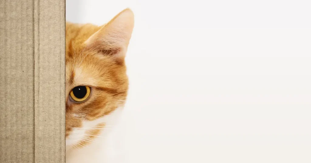 猫探偵 おすすめ 捜索