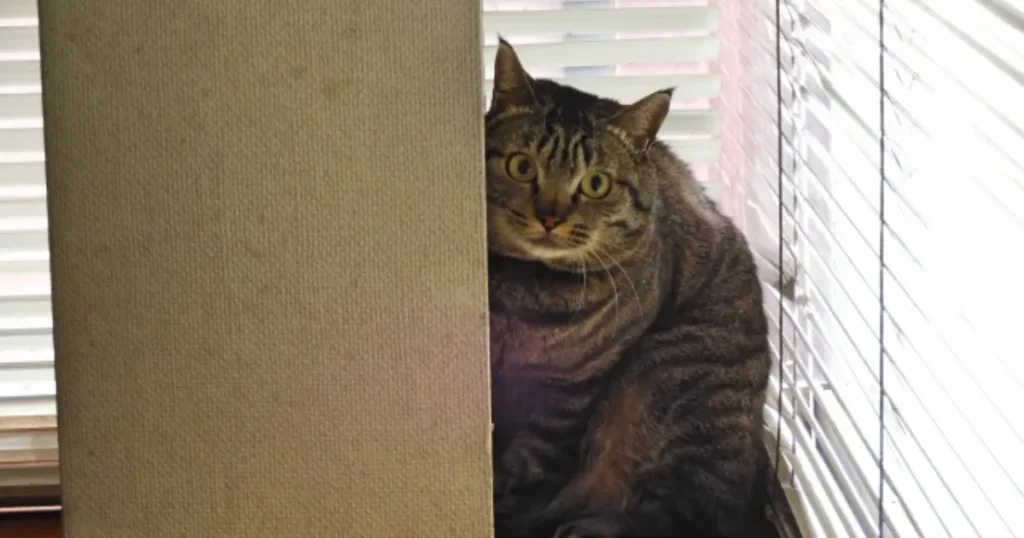 猫 帰ってこない