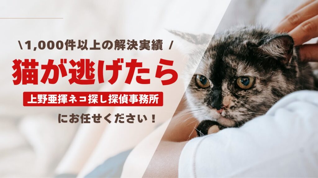 猫 帰ってこない