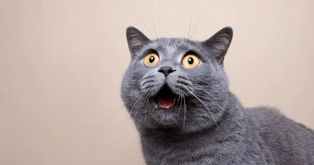 猫 必ず帰ってくる 屋外で周囲を警戒 好奇心とパニック 外の刺激