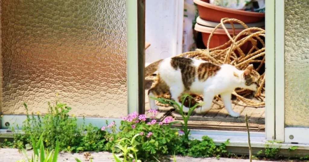 猫捜索　ポスター　作り方
