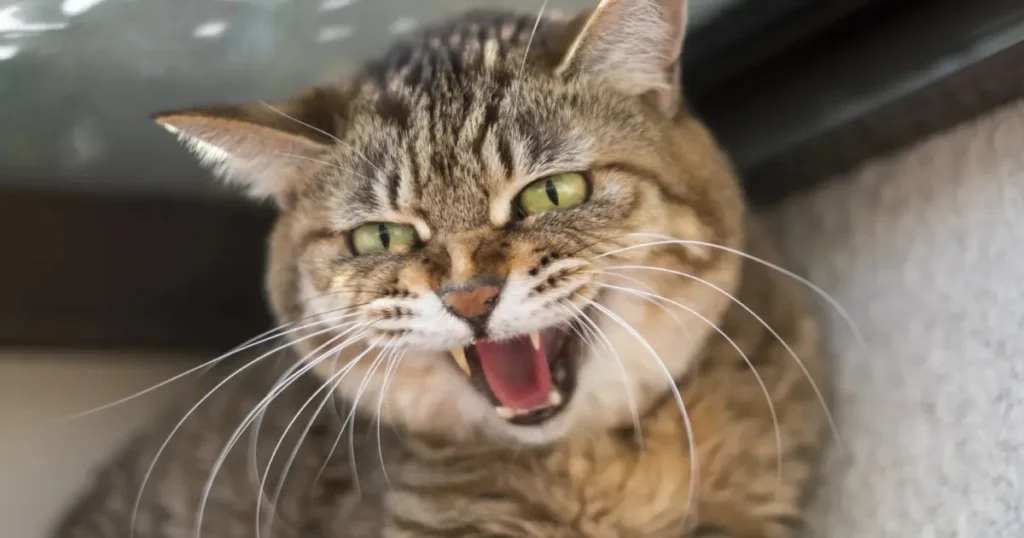 猫 必ず帰ってくる ストレスサイン 不安な猫