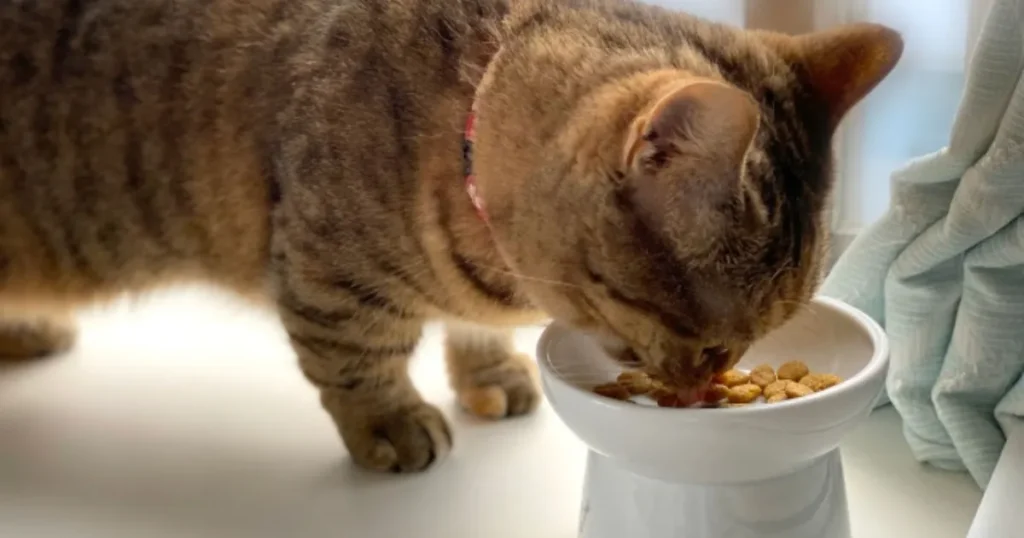 猫 帰ってこない